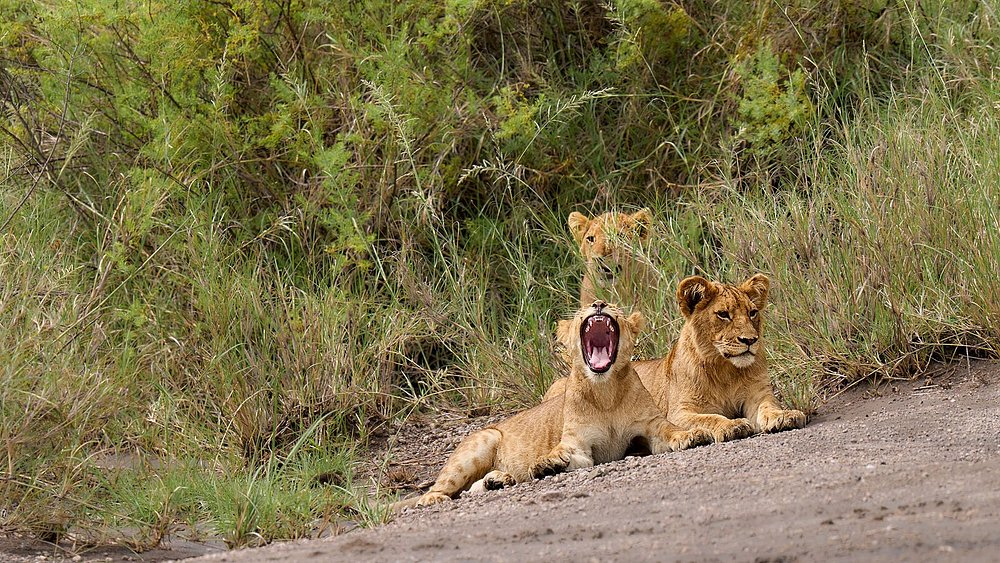 14 Days Tanzania Safari - Great Migration Ndutu Special - Tanzania safari gallery image